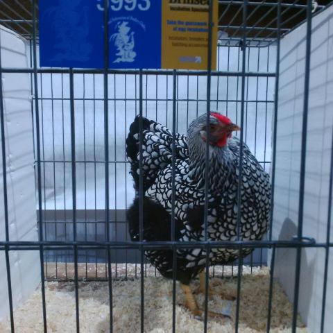 silver_laced_pullet.jpg