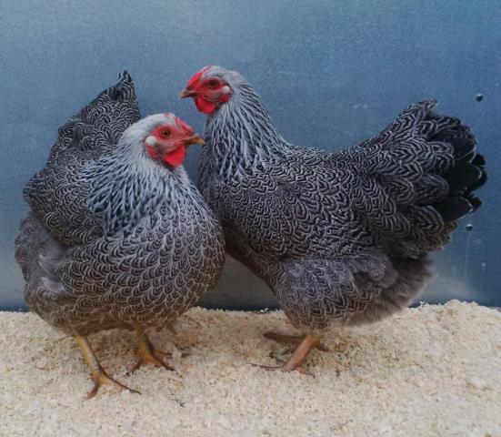 silver_pencilled_pullets.jpg